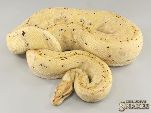 0.1 Banana Het Red Axanthic het Desert Ghost 2018