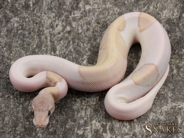 0.1 Banana GHI Mojave Pastel Piebald 2021