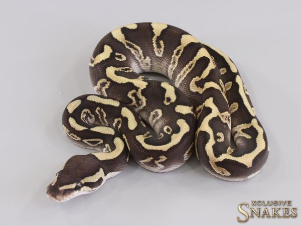 1.0 GHI Butter Leopard double het Desert Ghost Clown 2023