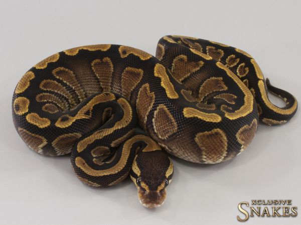 0.1 GHI Red Stripe double het Ultramel Genetic Stripe 2023