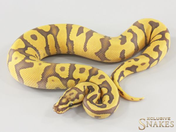 1.0 Enchi Fire Confusion Hypo het Desert Ghost 2025