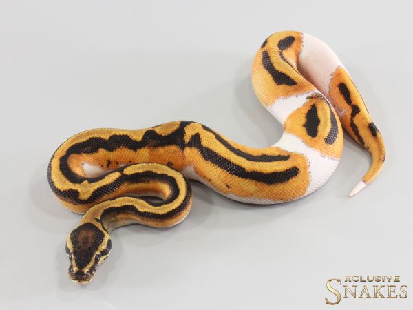 1.0 Orange Dream Yellow Belly Piebald double het Lavender Clown 2026
