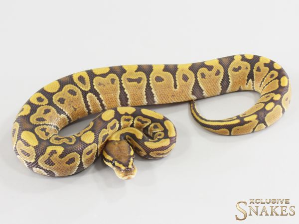 0.1 Hypo double het Desert Ghost Clown 2026