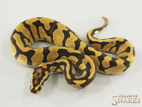 0.1 Enchi Fire Confusion double het Hypo Desert Ghost 2025