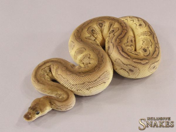 0.1 Cinnamon Special Clown 2021 (950g @03/2024)