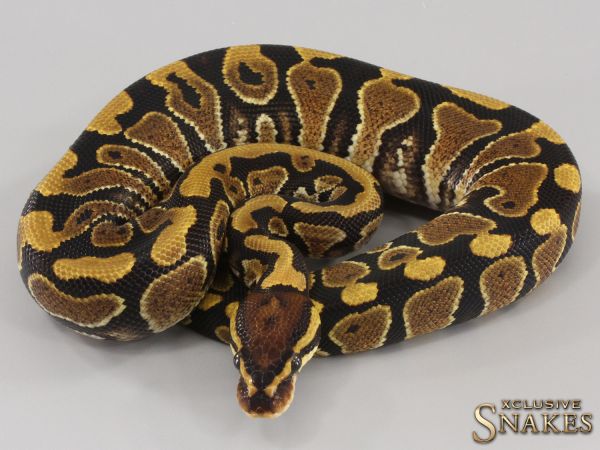 0.1 Yellow Belly double het Ultramel Clown 2023