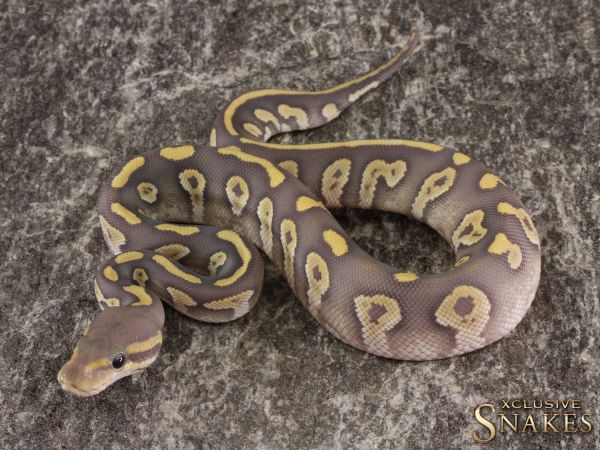 0.1 Chocolate Mojave Hypo het Desert Ghost 2022