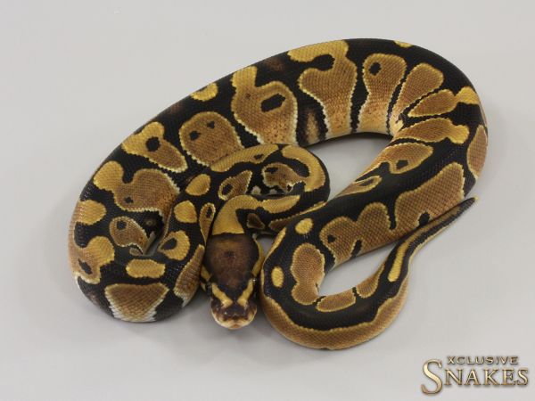 0.1 Triple het Candy Clown Piebald 2023