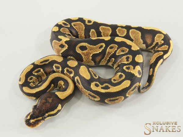 1.0 Gravel triple het Hypo Desert Ghost Clown 2025