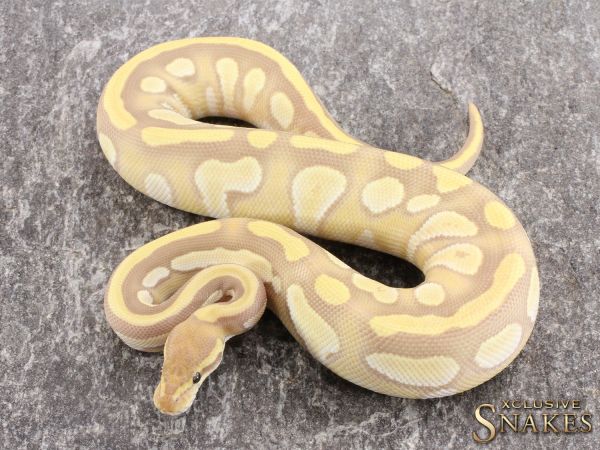 0.1 Mojave Red Stripe Ultramel 2021