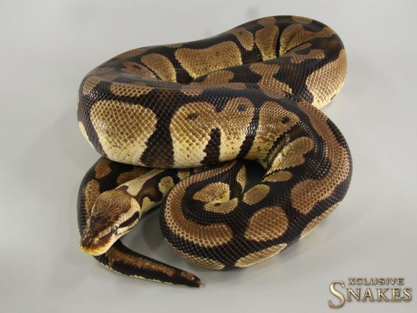 0.1 Pastel double het Desert Ghost Clown 2015 *FOR SALE AFTER EGGLAYING*