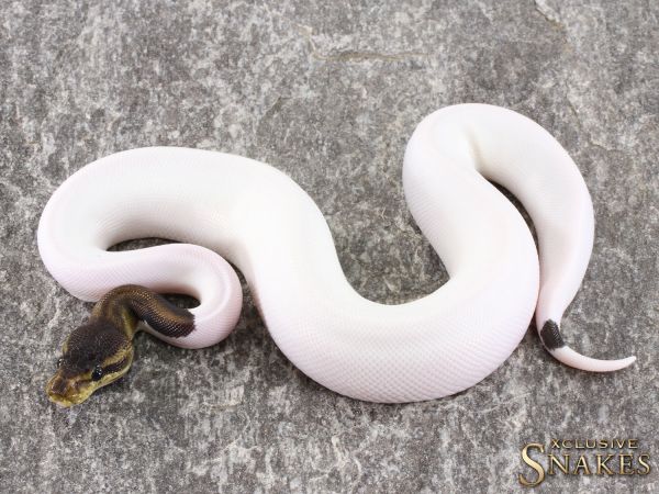 0.1 Copper Cinnamon Piebald 2021