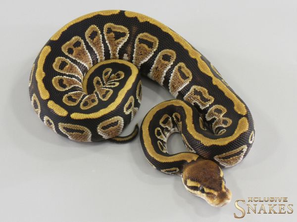 0.1 Cypress double het Ultramel Clown 2026