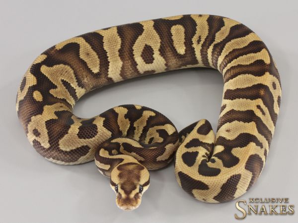 0.1 Chocolate Leopard Fire or Vanilla het Clown 2023