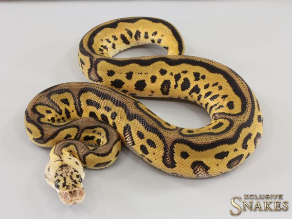 0.1 Pastel Leopard Clown het Desert Ghost 2023