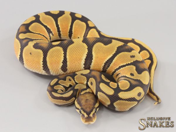 0.1 Orange Dream Hypo het Piebald 2023