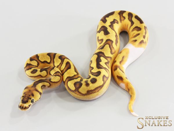 0.1 Enchi Clown Piebald het Lavender 2026