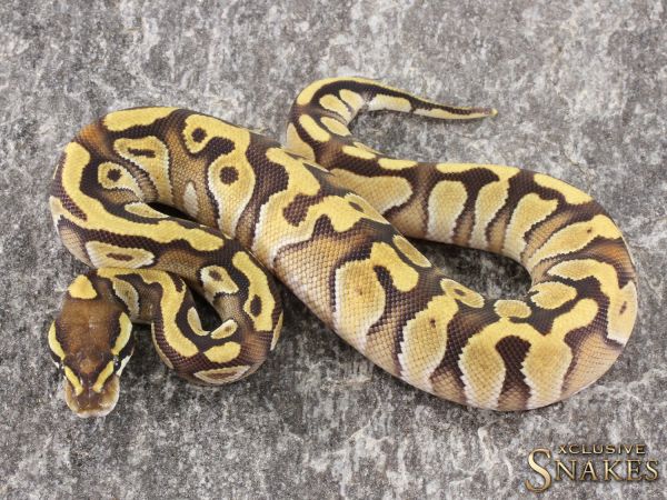 0.1 Mojave Enchi NR Mandarin 2021