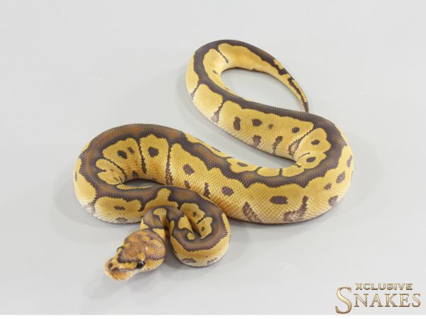 1.0 Hypo Clown het Desert Ghost 2026