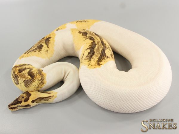 0.1 Enchi Firefly Piebald 2018