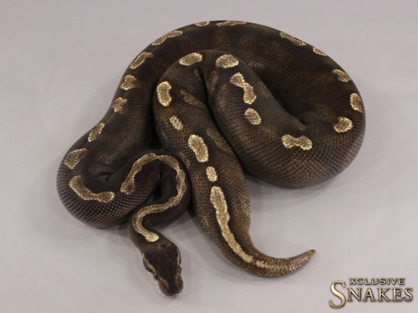 0.1 GHI Mojave 66% het Piebald 2015 (3100g, Follicle 14mm @01/2023)