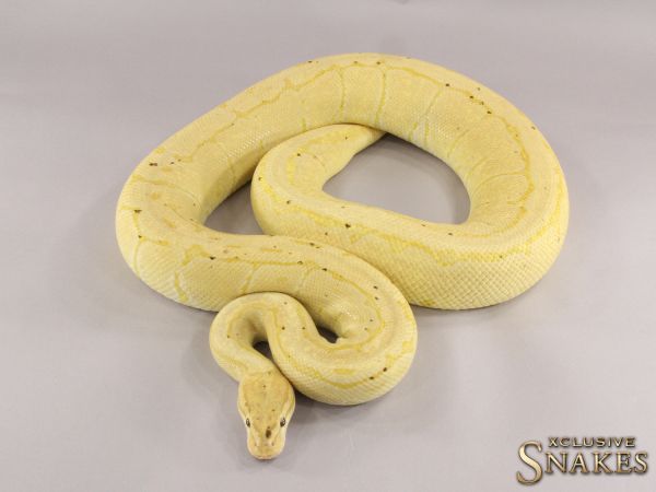 0.1 Banana Pinstripe 66% het Desert Ghost 2015 (3200g, Follicle 13mm @01/2023)