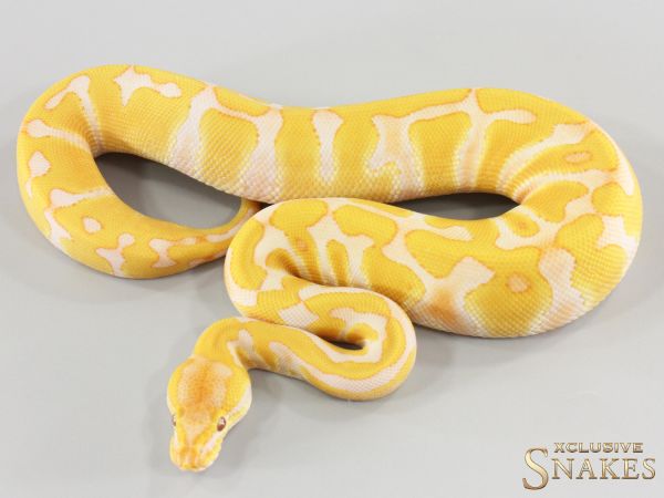 0.1 Enchi Lavender double het Clown Piebald 2026