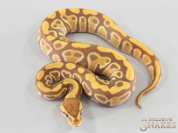 0.1 Gravel Ultramel double het Genetic Stripe Clown 2026