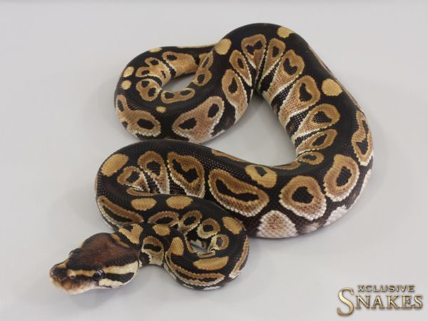 0.1 Het Red Axanthic triple het Hypo Desert Ghost Clown 2023