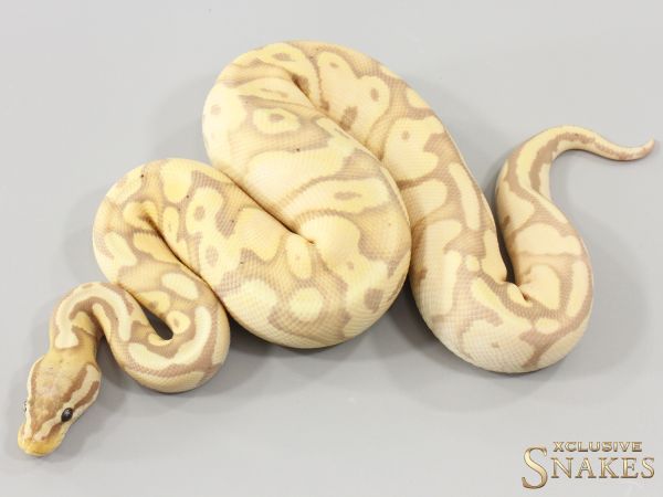 1.0 Pastel Banana double het Clown Piebald 2025