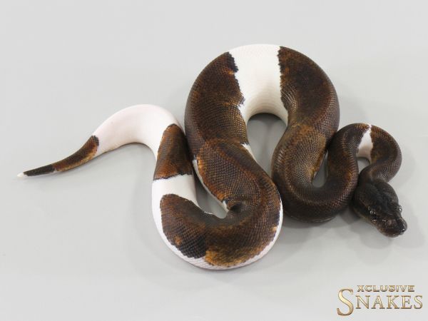 1.0 Super Copper Piebald 2026