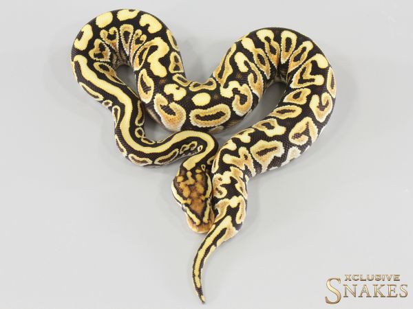 0.1 Spotnose Special Lace triple het Hypo Clown Piebald 2026