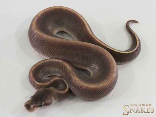 0.1 Copper Cinnamon GHI het Piebald 2026