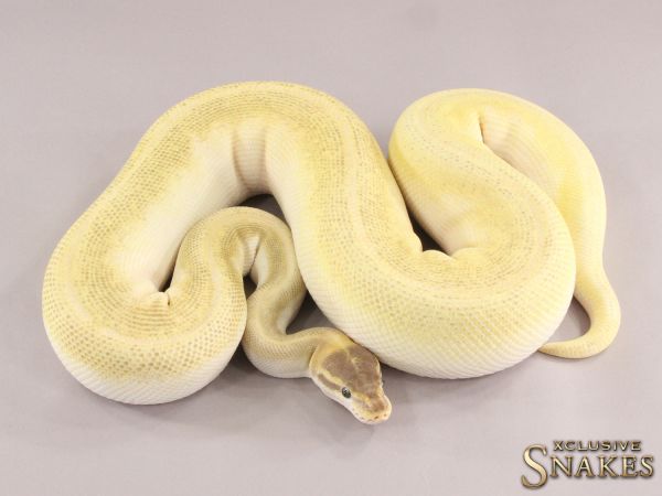 0.1 Super Mojave pos GHI 66% het Piebald 2017