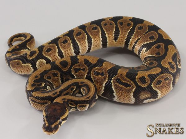 1.0 Triple het Black Axanthic Clown Piebald 2023