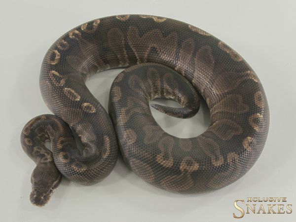 1.0 Het Red Axanthic GHI Black Axanthic 2023
