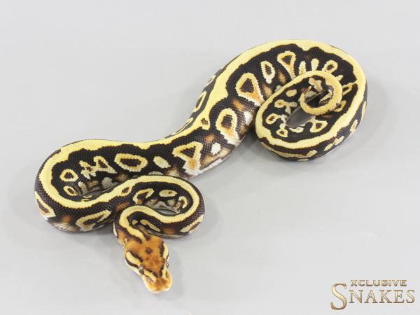0.1 Cypress Spotnose Special Gravel het Clown 2026