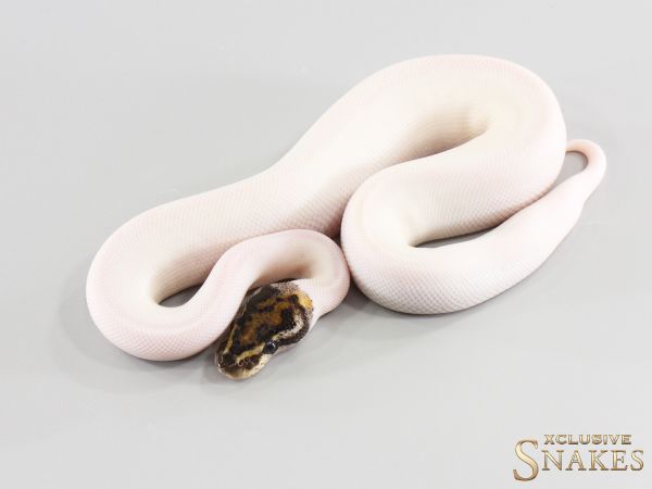 1.0 Special GHI Piebald het Desert Ghost 2026