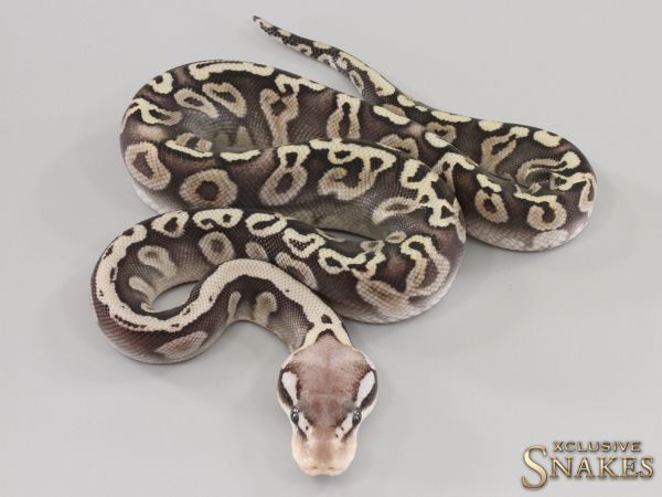 0.1 Het Red Axanthic GHI Pastel Mystic double het Hypo Clown 50% het Desert Ghost 2023