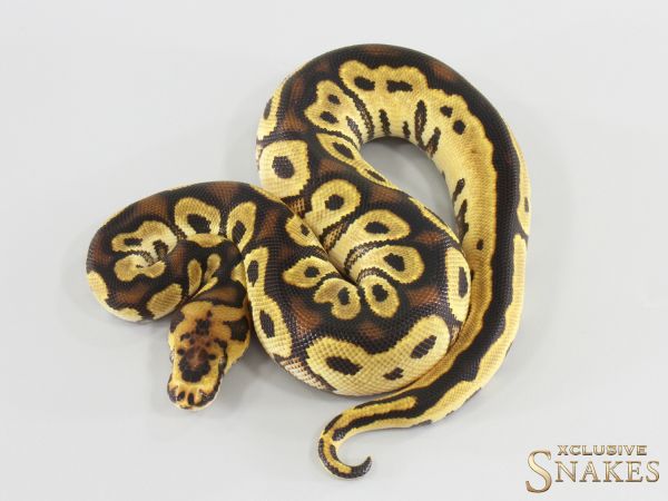 1.0 Orange Dream Clown double het Lavender Piebald 2026