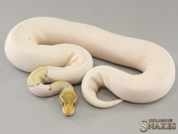 0.1 Pastel Mojave Desert Ghost Piebald 2022