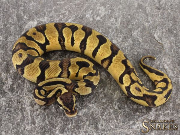 0.1 Pastel Enchi Yellow Belly het Piebald 2021