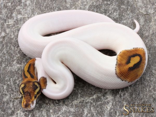 1.0 Yellow Belly Special Piebald 2021