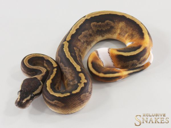 0.1 GHI Piebald 2025