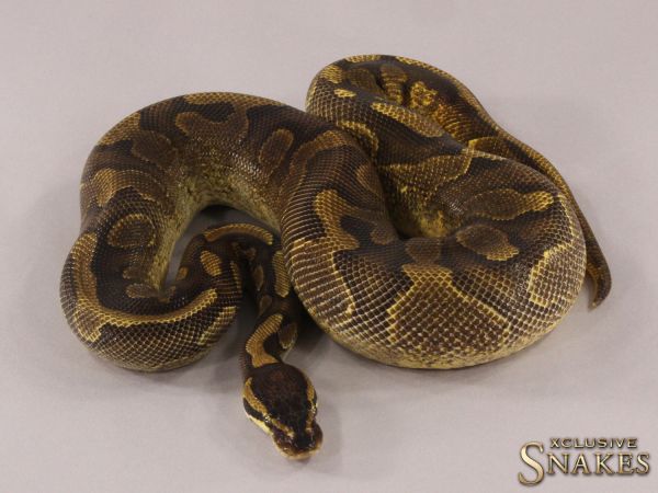 1.0 Copper Enchi Yellow Belly het Piebald 2021 (750g @12.2022)