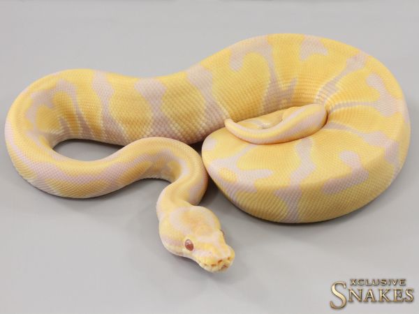 0.1 Candy double het Clown Piebald 2023