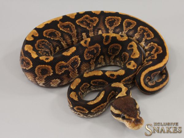 0.1 Black Pastel Gravel het Ultramel 2023