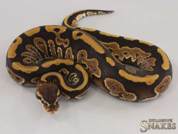 1.0 Copper Special double het Desert Ghost Piebald 2023