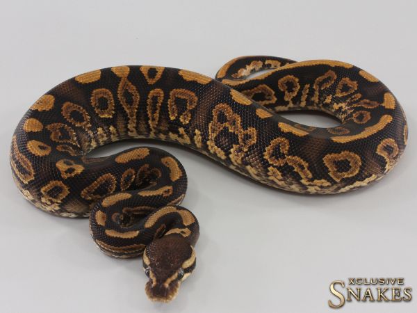 1.0 Black Pastel Gravel double het Clown Piebald 2023