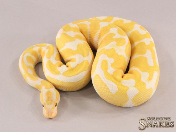 0.1 Leopard Lavender het Clown 2021 (990g @03/2024)